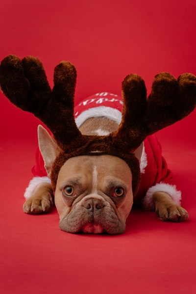 棕色和白色短涂布狗穿着红色和白色的圣诞老人的帽子
